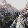 Photos: 桜景色をiPhoneで-3