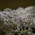 Photos: 枝垂れ夜桜-2