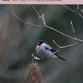 Photos: 野鳥の会（大阪支部）１月号表紙