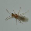 Photos: 可愛い昆虫-3  ギンケハラボソコマユバチ