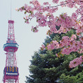 Photos: 桜とテレビ塔