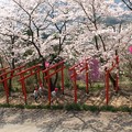 小さな遠足:丸高神社桜05