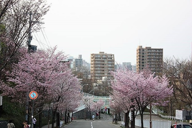 藻岩山の桜(2009-05)