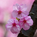 Photos: ピンクの桜