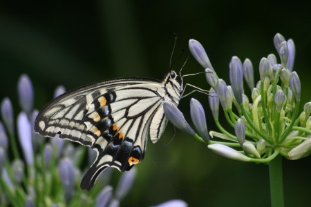キアゲハチョウ、蝶の女王様