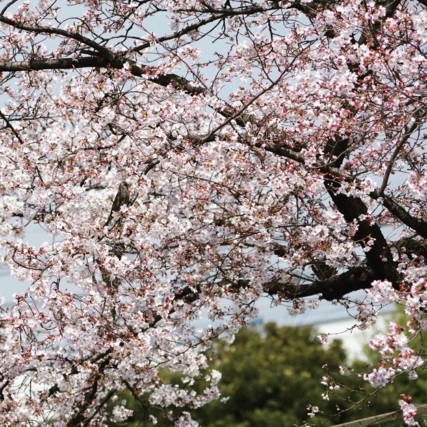 芳野台南公園テニスコートの桜
