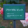 Photos: 薔薇　ブライダル・ピンク