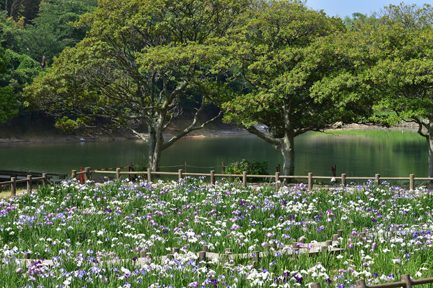 菖蒲苑と禊池