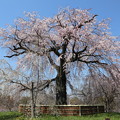 Photos: 祇園枝垂桜1