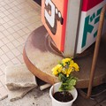 Photos: 鉢植の造花