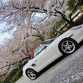 岩清水八幡宮の桜