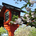 平野神社の松月