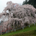 三春滝桜初顔合わせ