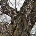 三春滝桜最接近