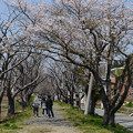 桜並木遺影