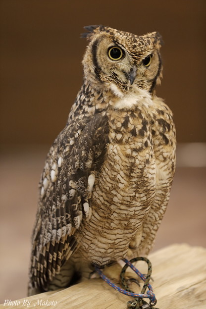 spotted eagle-owl_01