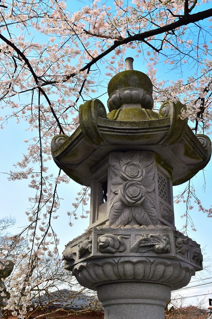 枝垂れ桜と石灯籠