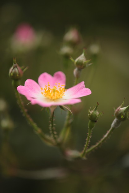 Photos: 戸田市内BZ花壇のバラ