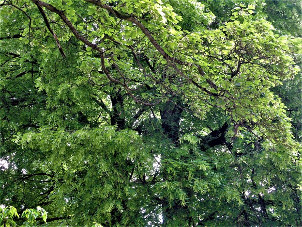 Photos: 樹木
