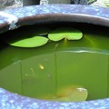 Photos: 庭のスイレン火鉢