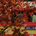 Photos: 大井川鉄道井川線トロッコ列車と紅葉