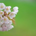Photos: 濡れ桜