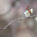 Photos: 白い春