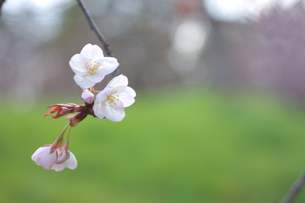 Photos: 春の香