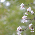 Photos: 見上げる春