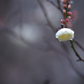 Photos: 春待の雨