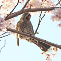 ヒヨドリさん（１）桜の花の蜜を吸う