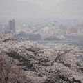 桜と福島市内遠景