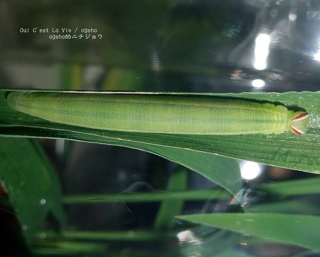 イチモンジセセリの終齢幼虫。（セセリチョウ飼育）