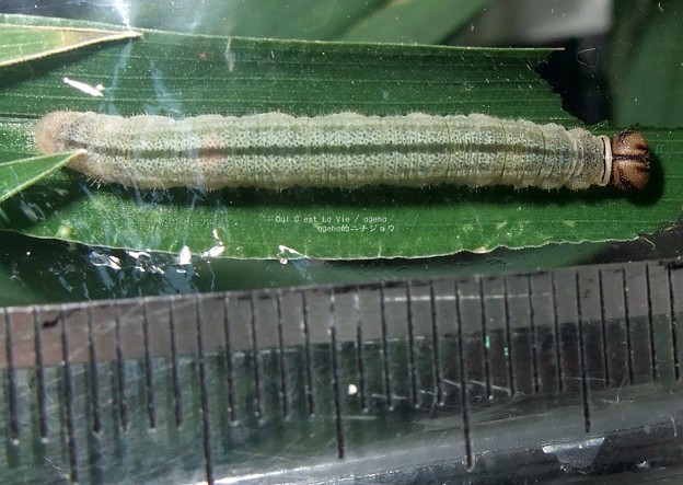 チャバネセセリの終齢幼虫。（セセリチョウ飼育）