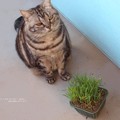 Photos: 猫草もイネ科だにゃ。
