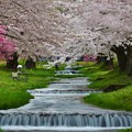 福島　観音寺川の桜