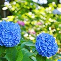松戸・本土寺の紫陽花