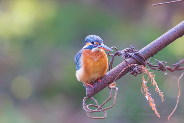 Photos: 水元公園の野鳥たち その９