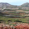 Photos: 北鎮岳とチングルマの草紅葉