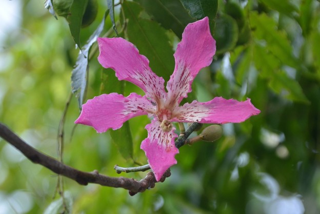 Silk Floss Tree I 10-7-19