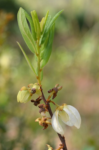 Asimina reticulata 3-15-20