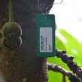 Photos: Ficus auriculata 9-20-20