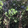 Photos: Red Mangrove