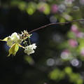Photos: ウコン桜