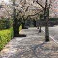 桜の絨毯（作成中）