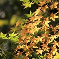 白馬渓の黄葉