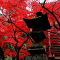 Photos: 大雄山の紅葉１０