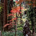 Photos: 大雄山の紅葉１１