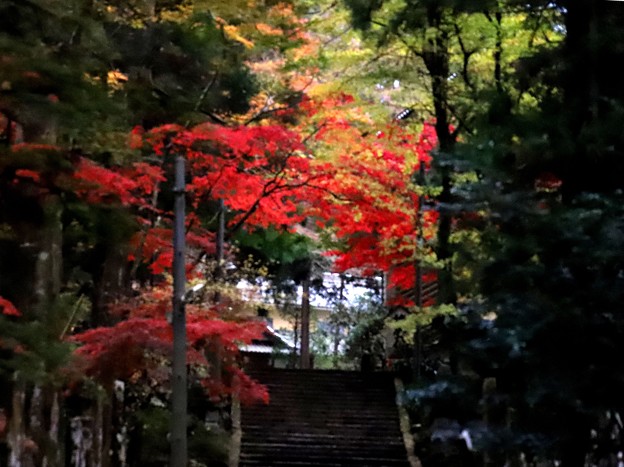 Photos: 大雄山の紅葉１３