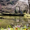 カタクリと桜咲く池風景